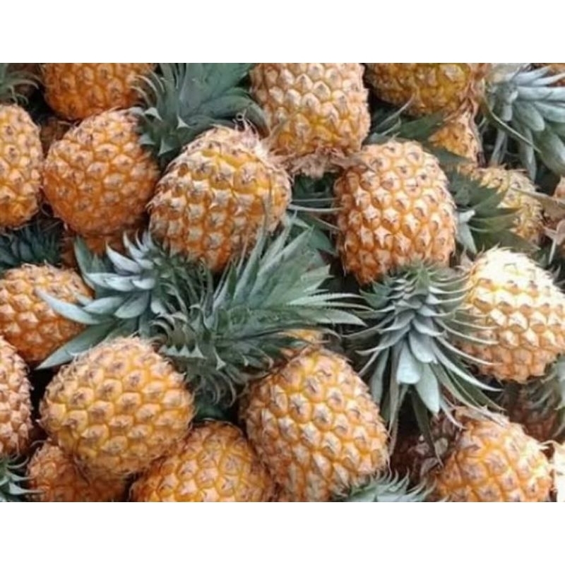 

Buah Nanas per biji *Hokiobuahsby*