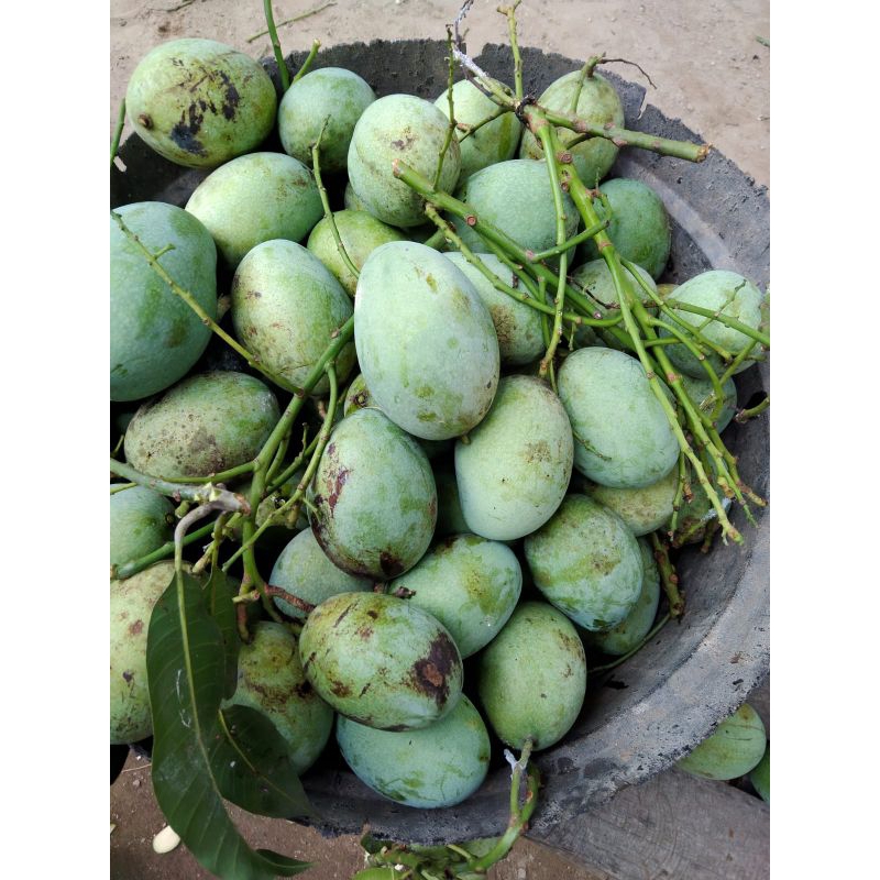 

mangga madu/mangga dermayu