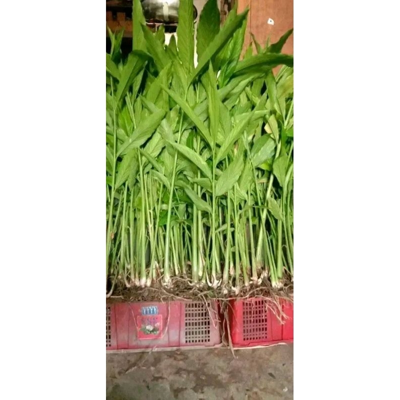 BIBIT KAPULAGA HINDIA KAPOL INDIA SUPER MURAH