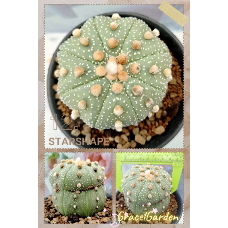 JUAL RUGI Induk Kaktus 7cm+ Astro Sehat Ooibo Kikko Fukuryu Jumbo Astrophytum Asterias