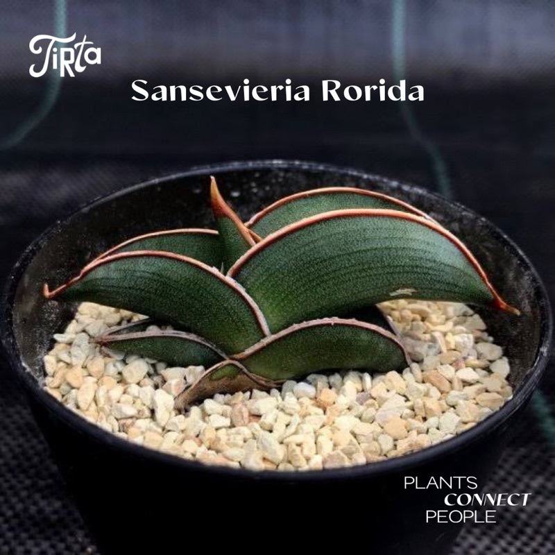 Sansevieria Rorida - Tanaman Rawatan
