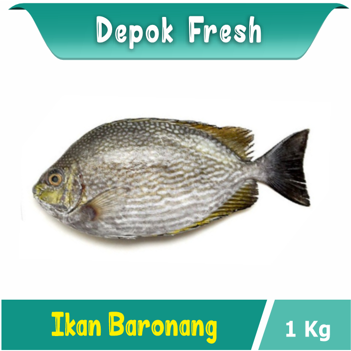 

IKAN BARONANG SUPER SEAFOOD BERKUALITAS 1KG