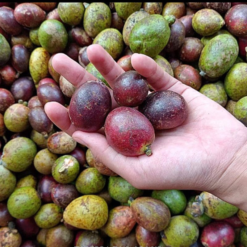 

Matoa Khas Papua 1 KG | Fresh Manis Tebal