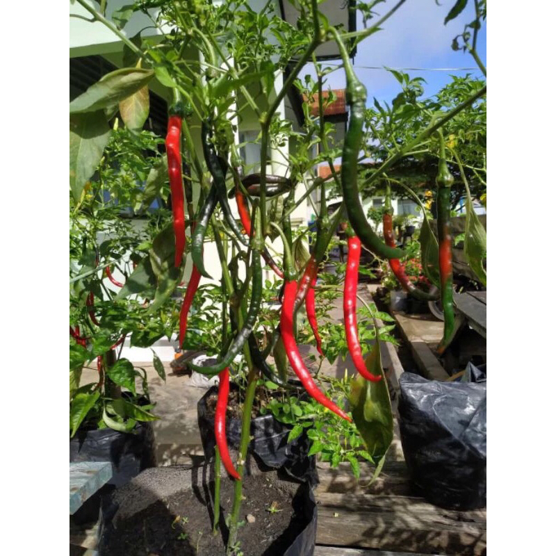 Bibit Cabe Merah Besar Siap Tanam