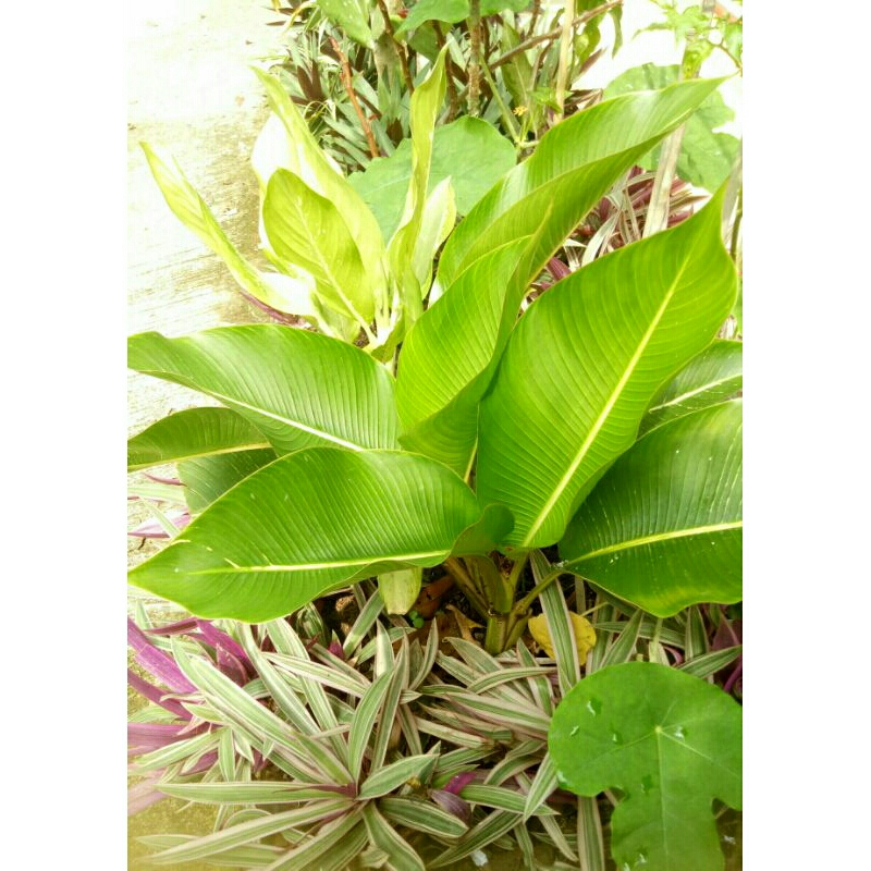 (Ukuran Besar) Heliconia Indica Bangkok Striata/Pisang-Pisangan