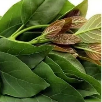 

daun alpukat segar 100gr