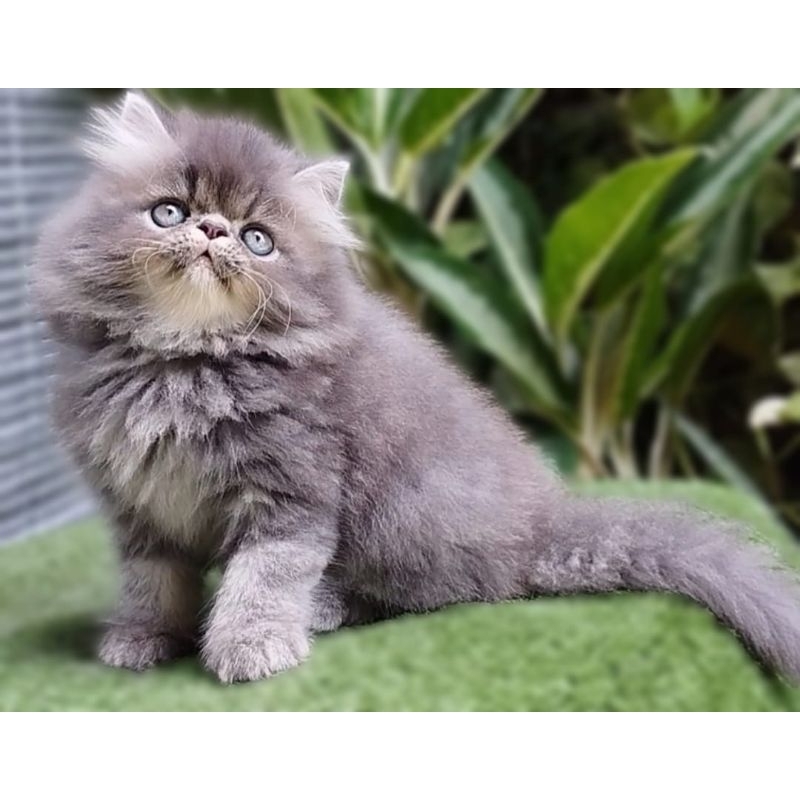 Anak kucing anggora/kitten Persia flatnose/kucing Persia  jantan/kitten persia flatnose jantan/kucin