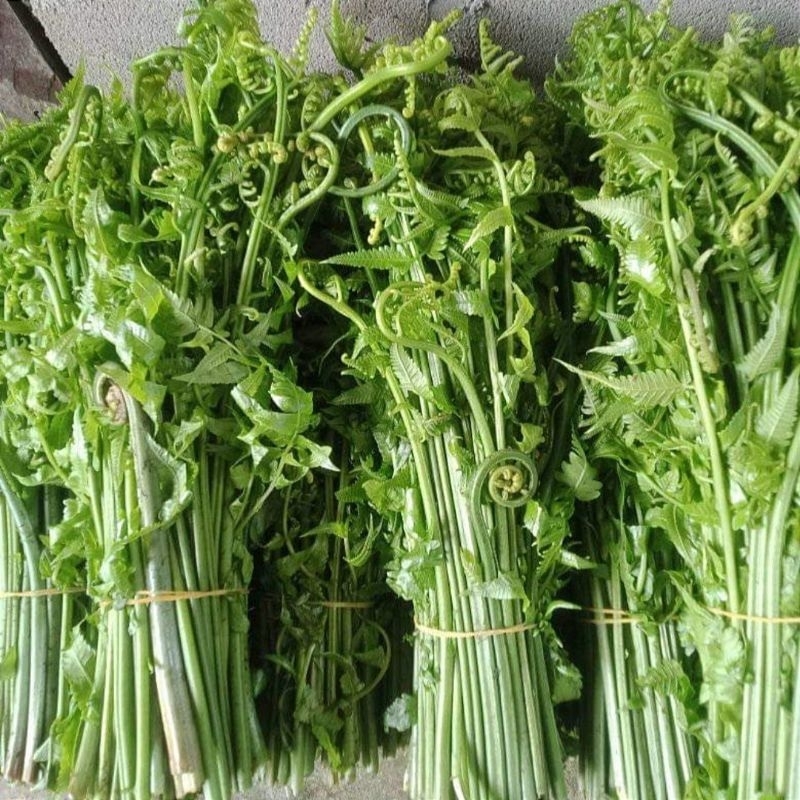 

Daun Pakis sayur segar /500GR