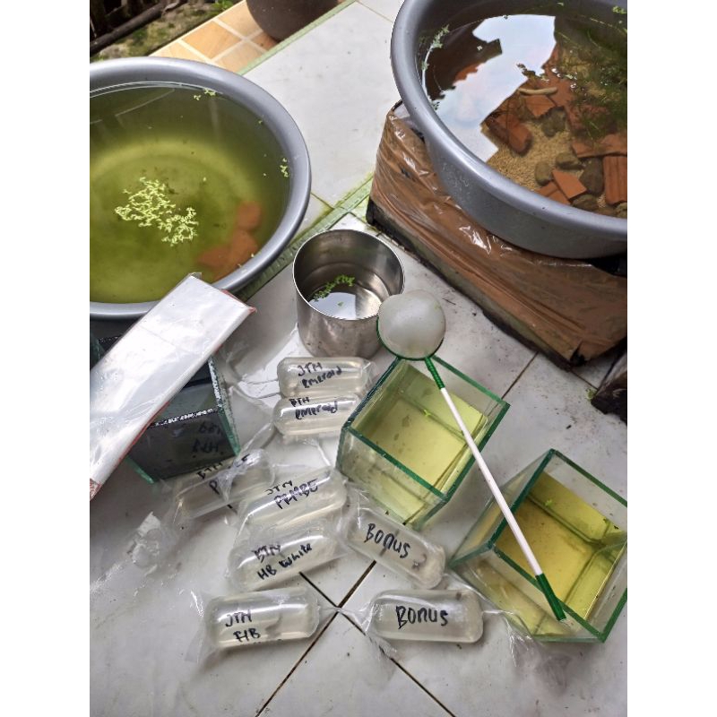 

golden black isi 3 ekor