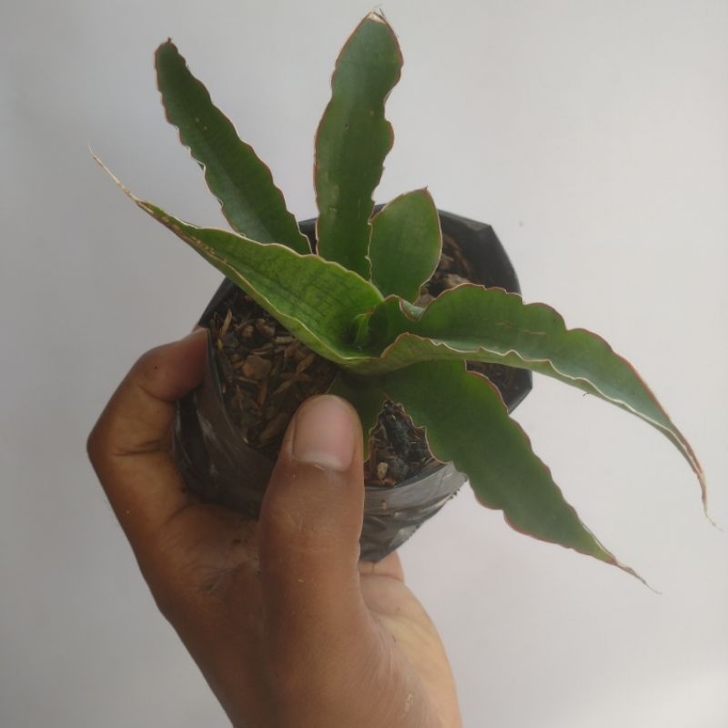 sansevieria sp angola (small)