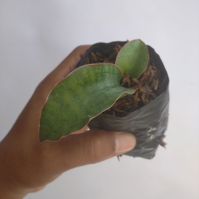 sansevieria mason bowl (small)