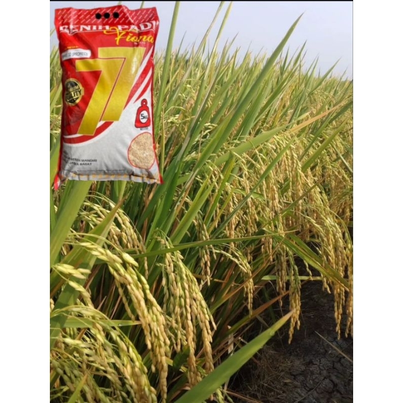 Benih padi INPARI 32 PROMEO