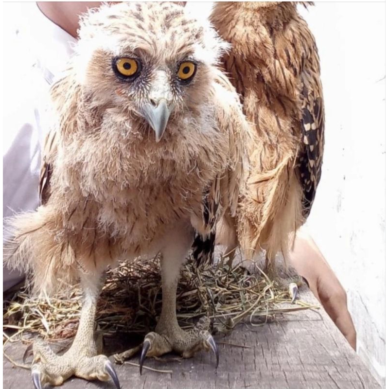 Owl / Burung hantu