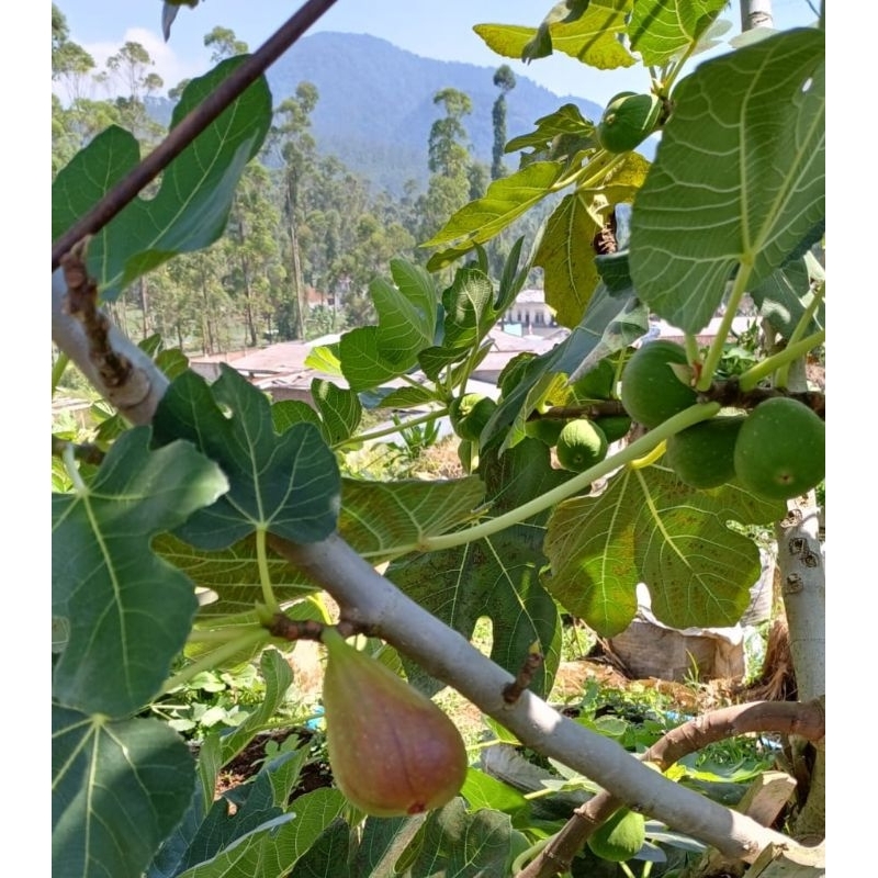 

Buah Tin surga fresh 500 grm petik dadakan