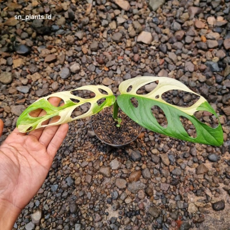 tanaman hias monstera acuminata varigata / janda bolong varigata jepang