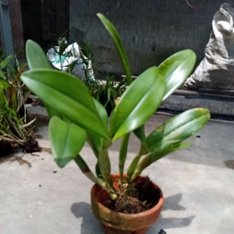 Anggrek Cattleya mantini