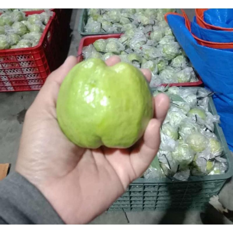 

Jambu Kristal Lokal