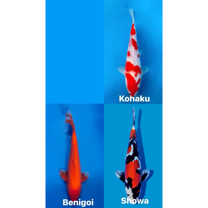 PAKETAN 3EKOR IKAN KOI SIZE 20-25CM BLITAR