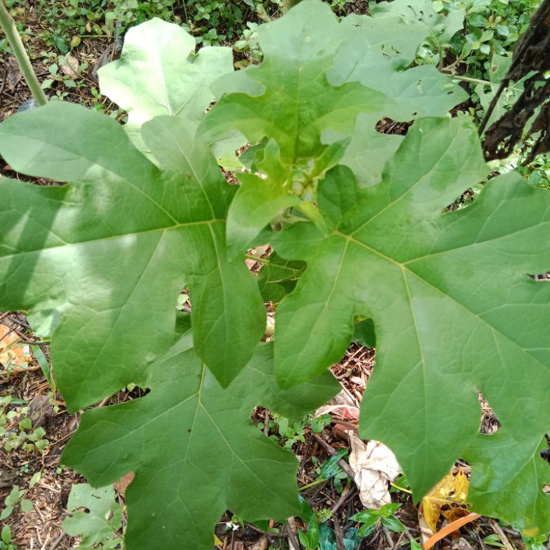 

Daun takokak/cepokan fres 500g