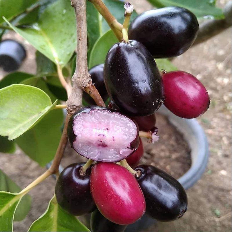 Bibit Buah Juwet / Jamblang / Duwet Murah