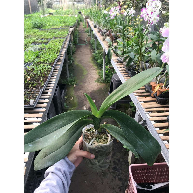 Anggrek Bulan Phalaenopsis Dewasa Pasca Bunga (media soft pot)