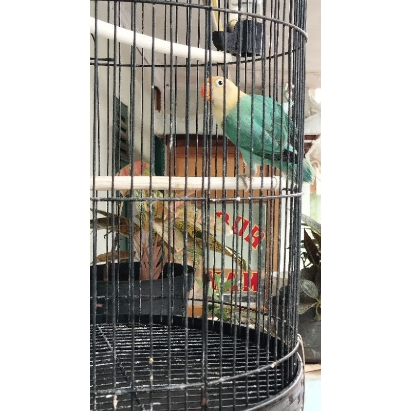 Lovebird PB Turquoise/ PB Turkis