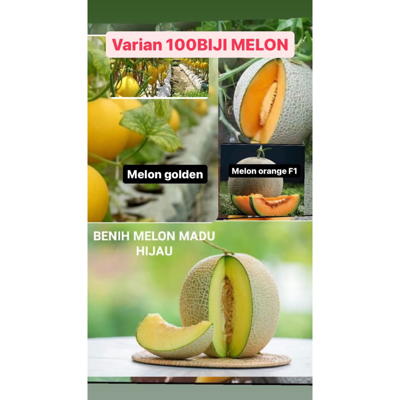 BENIH MELON GOLDEN, 100 BIJI BENIH MELON MANIS MADU, MELON ORANGE SUPER