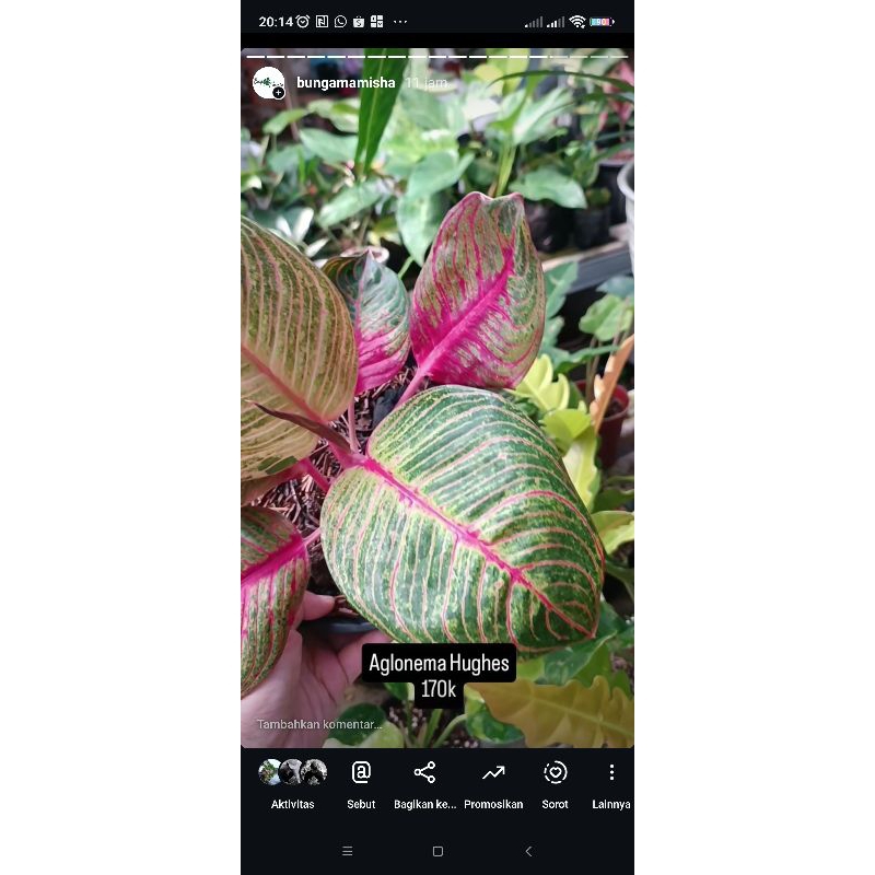 Aglonema Hughes Murah