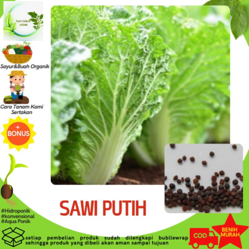 

40 Biji Benih SAWI PUTIH "LEONY F1" Kualitas Unggul + Bonus