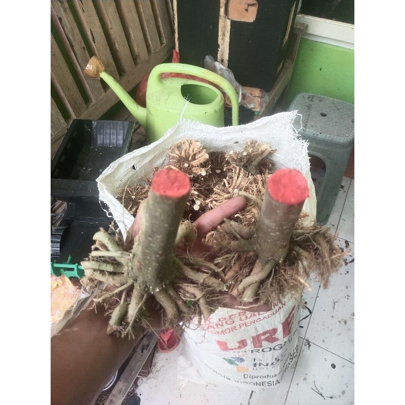 bonggol anting putri pendek