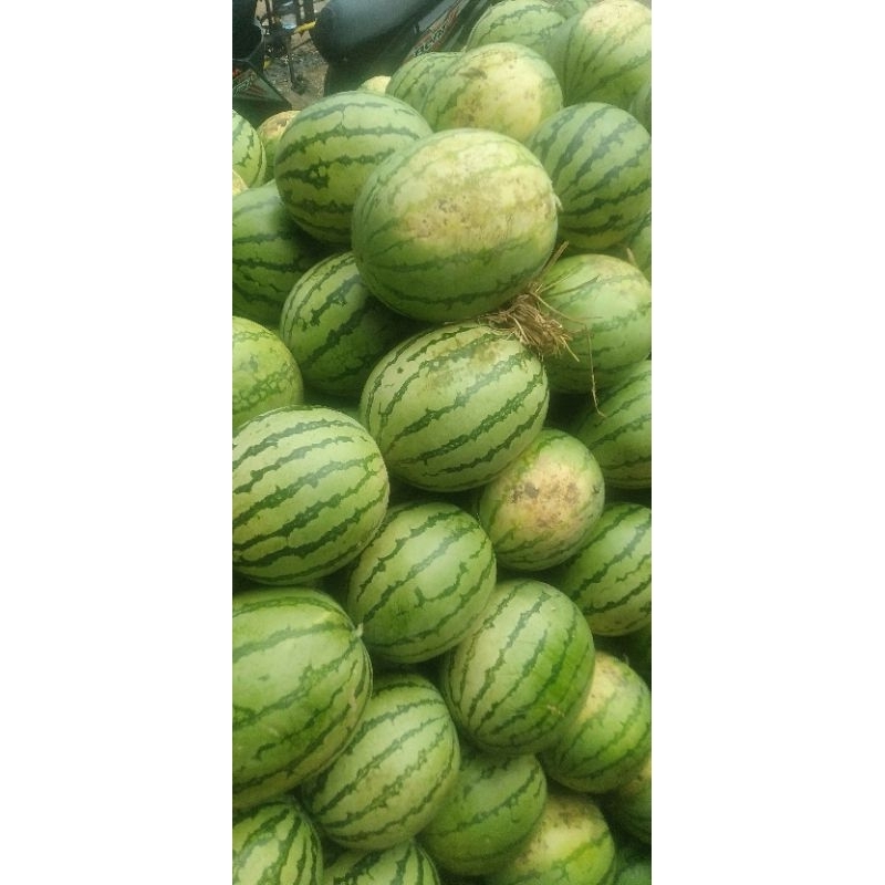 

semangka non biji sama berbiji