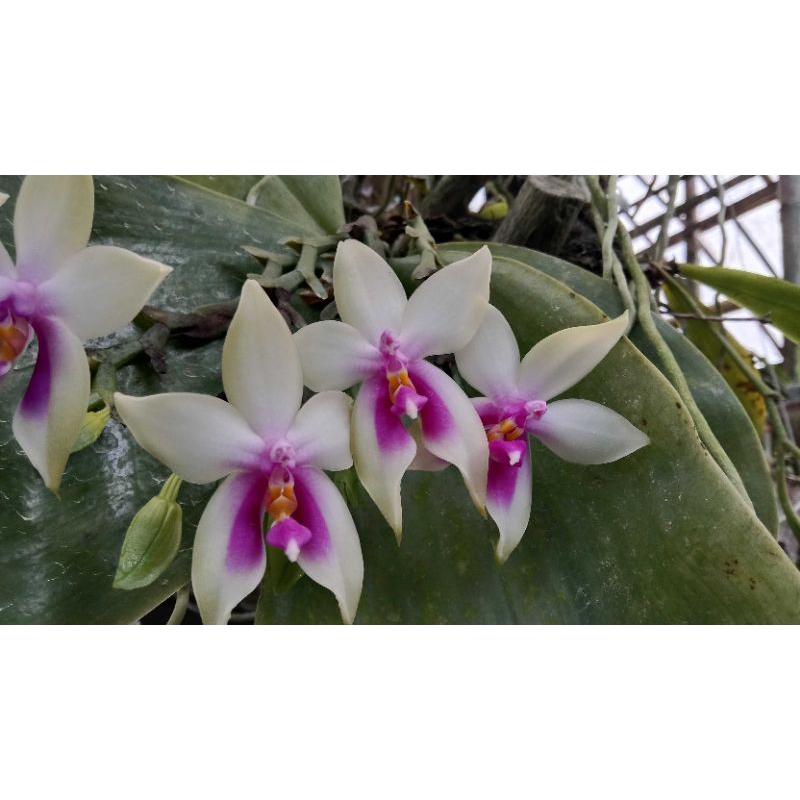 phalaenopsis bellina wangi