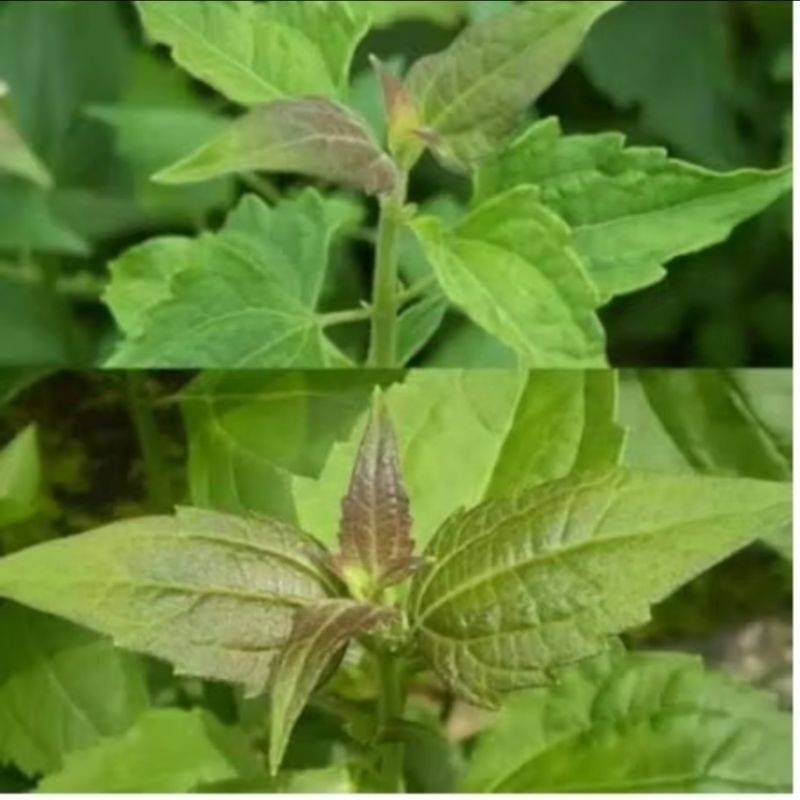 

Daun krinyuh / balakacida / 200 gr
