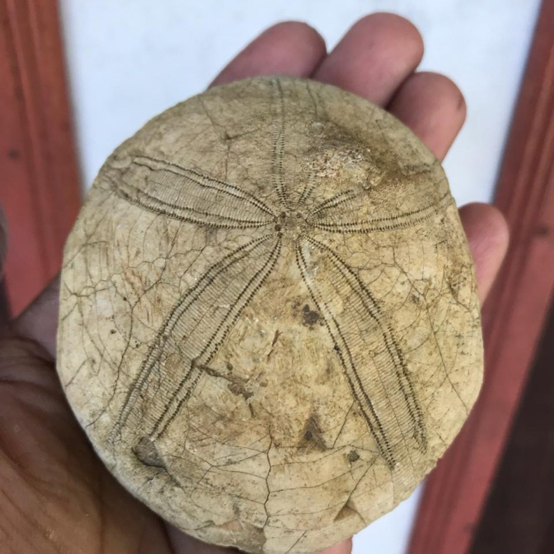 Batu Bintang Laut Asli dan Langka dari Kalimantan