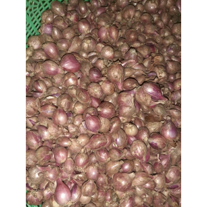

bawang merah