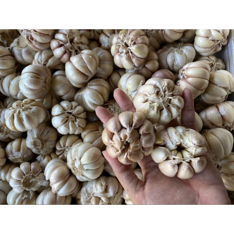 

BAWANG PUTIH BERKUALITAS BAGUS / BAWANG PUTIHH SUPER / BAWANG-BAWANGAN /BUMBU DAPUR / BAWANG PUTIH HONAN 100 GRAM SAMPAI 1KG / BAWANG PUTIH IMPORT / BAWANG-BAWANGAN TERLARIS /BAWANG PUTIH SEDANG & BESAR