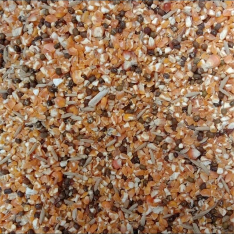 PAKAN BURUNG DARA JAGUNG CAMPUR BERAS MERAH GABAH KACANG IJO MAKANAN AYAM DEKUKUR PUTER BANGKOK 1KG