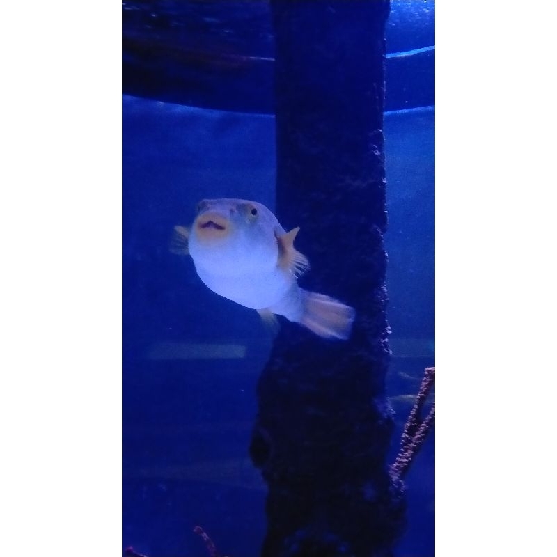 

Extra Bubble Wrap or Freeong