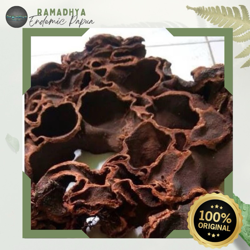 

Sarang Semut Asli Papua Original 100% Sarang Semut Herbal Asli dan Alami Papua