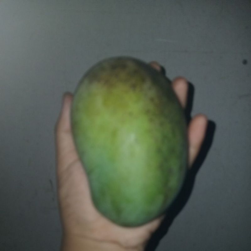 

mangga harumanis