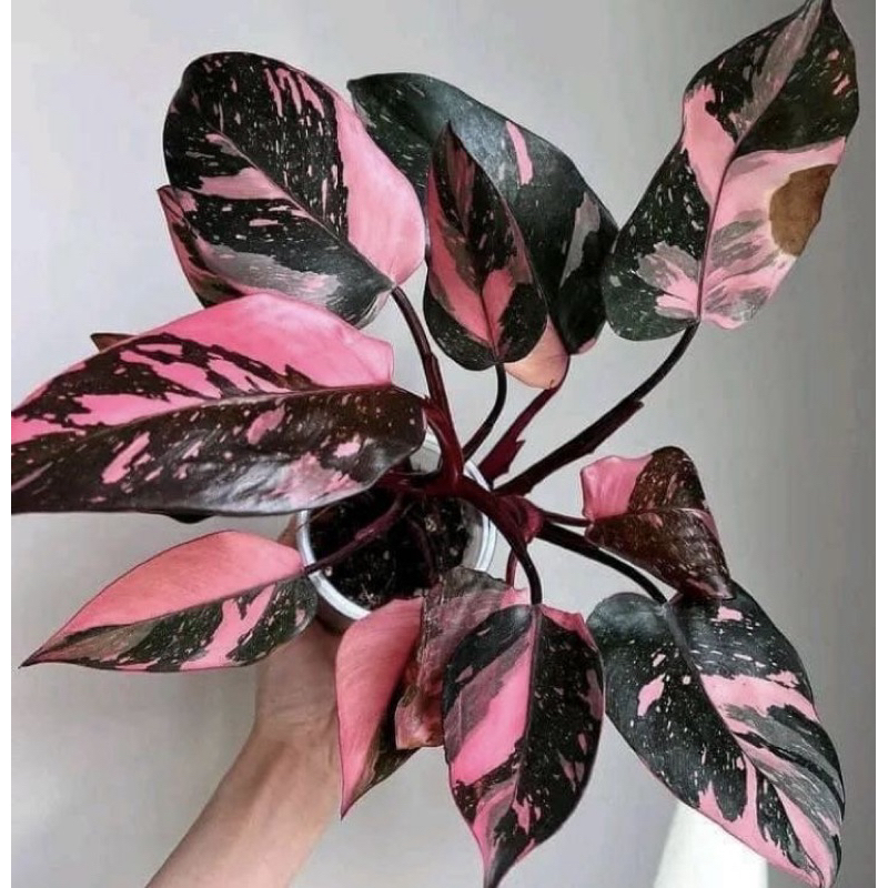 Philodendron Pink Princess - Tanaman Hias Langka & Elegan - Plantasy