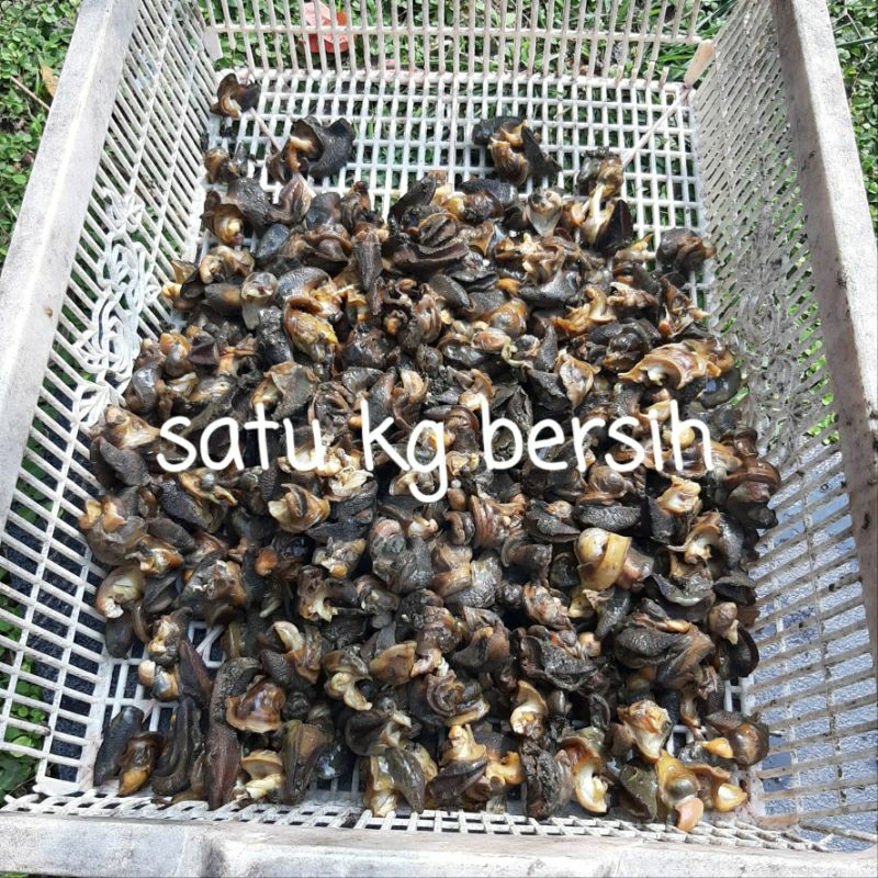 

satu kg bekicot sudah bersih tinggal masak saja fresh segar