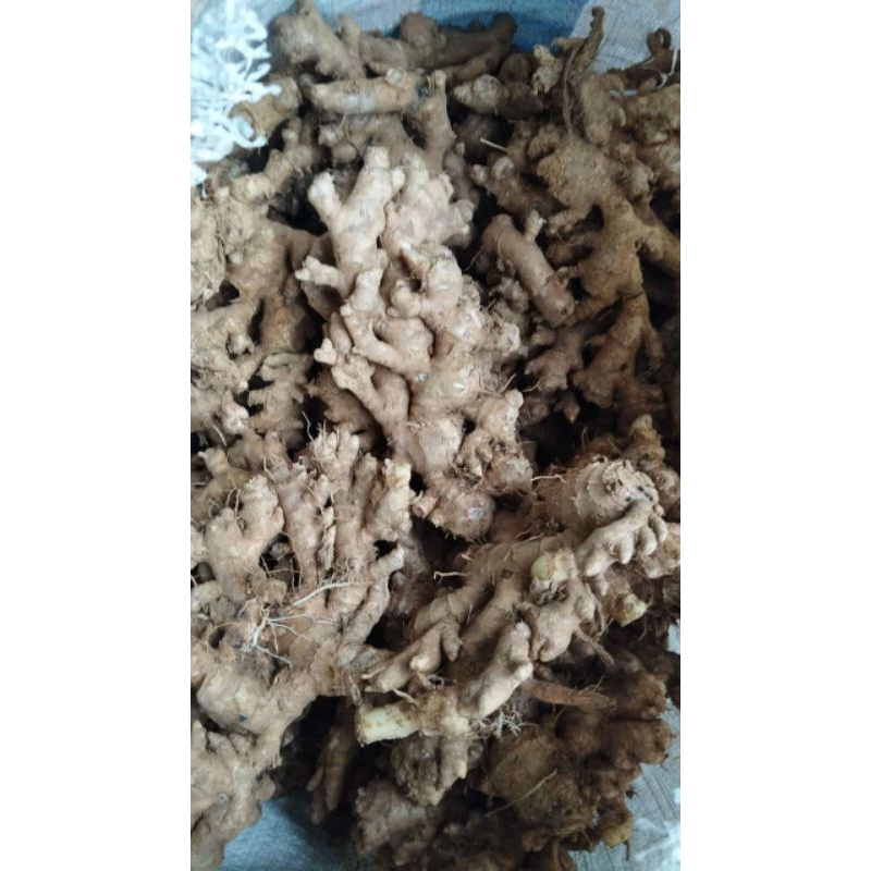 

Jahe segar fresh COD1kg