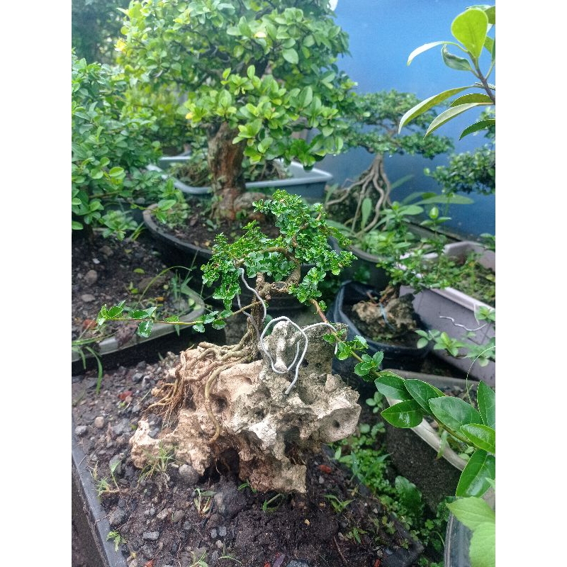 bonsai Sancang on the rock