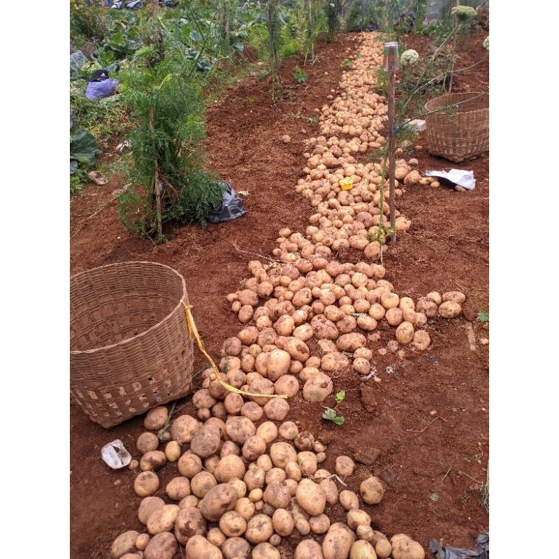 

kentang sayur kentang dieng kentang fres potato
