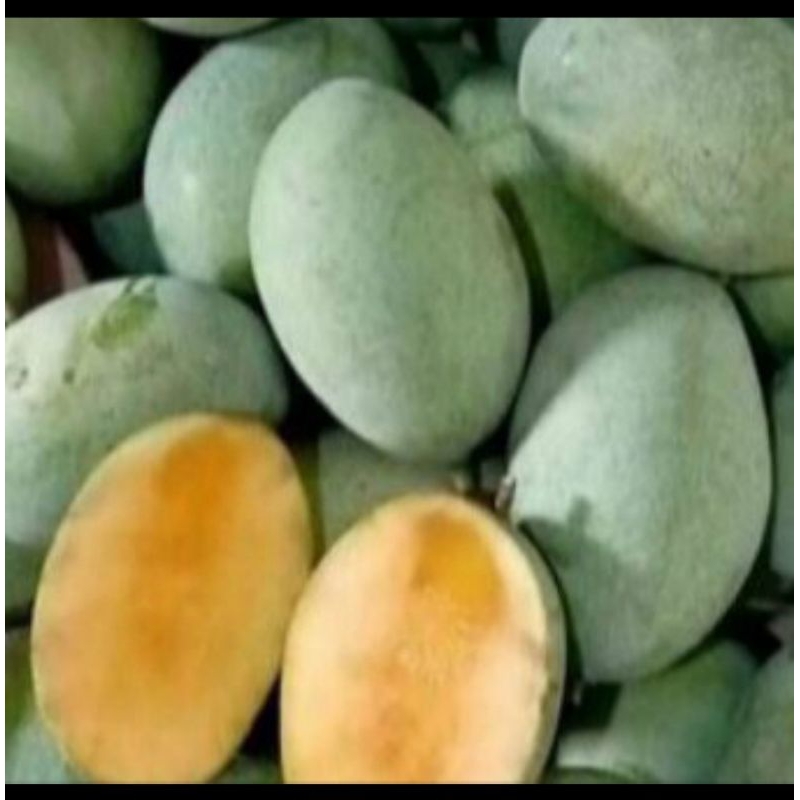 

JV Mangga manalagi mengkal 1kg termurah gratis ongkir