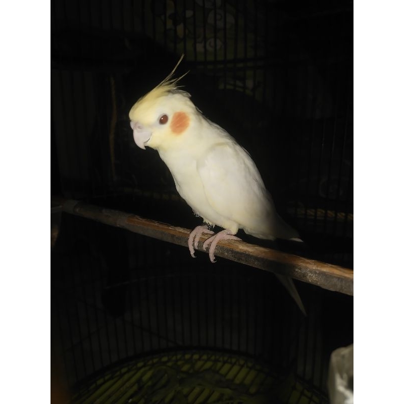 parkit Australia falk Lutino mm jinak total