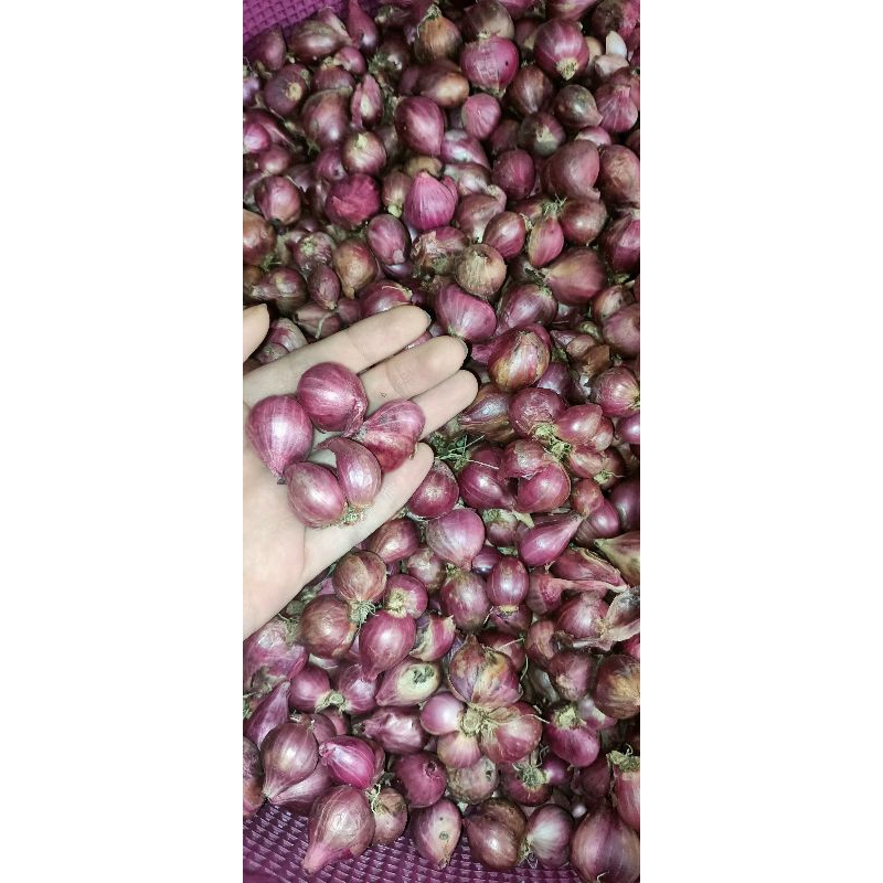 

Bawang Merah/Brambang Probolinggo