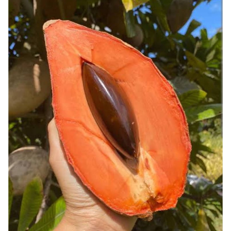 MAMEY SAPOTE MAGANA COD