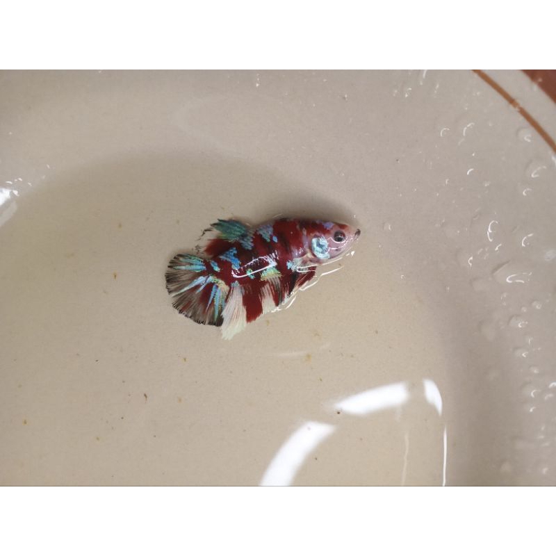 

barongsai/multi mulai 10k an saja